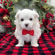 Maltese Puppy Alfred
