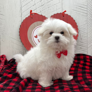 Maltese Puppy Alfred