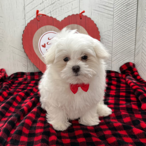 Maltese Puppy Alfred