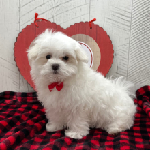 Maltese Puppy Alfred