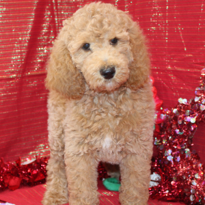 Poodle Puppy Zuri