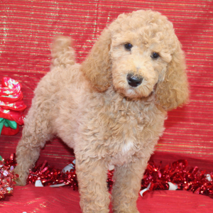 Poodle Puppy Zuri