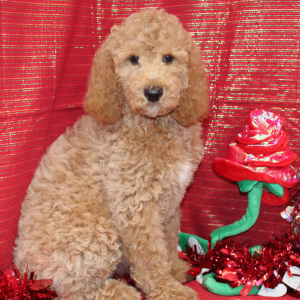 Poodle Puppy Zuri