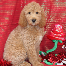 Poodle Puppy Zuri