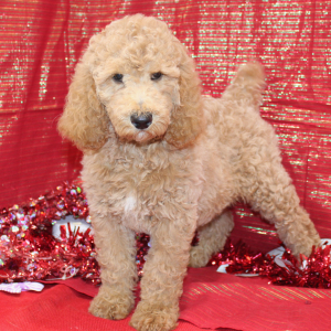 Poodle Puppy Zuri