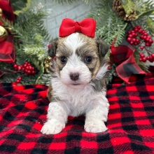 Havanese Puppy Charlotte