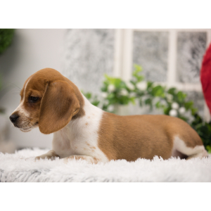 Beagle Puppy Oscar