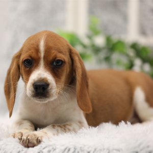 Beagle Puppy Oscar