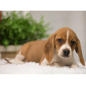 Beagle Puppy Oscar