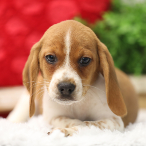 Beagle Puppy Oscar