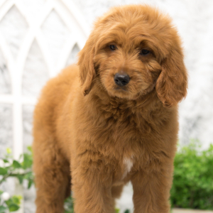 Goldendoodle Puppy Honey