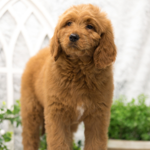 Goldendoodle Puppy Honey