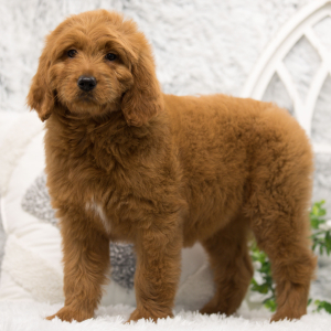 Goldendoodle Puppy Honey