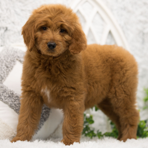 Goldendoodle Puppy Honey