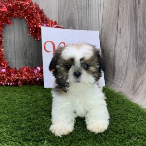 Shih Tzu Puppy Harrison