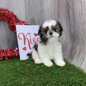 Shih Tzu Puppy Harrison