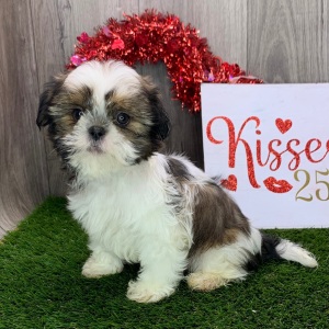 Shih Tzu Puppy Harrison