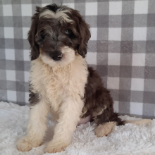 Sheepadoodle Puppy Baraq