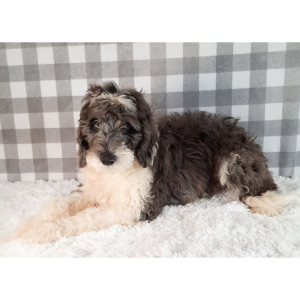 Sheepadoodle Puppy Baraq