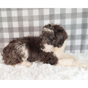 Sheepadoodle Puppy Baraq