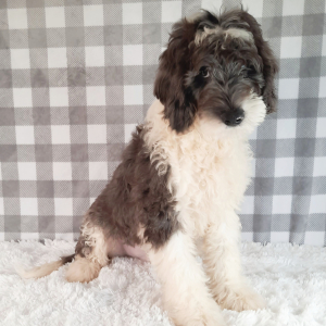 Sheepadoodle Puppy Baraq