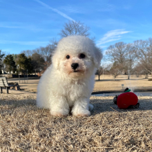 Bichon Frise Puppy Chip