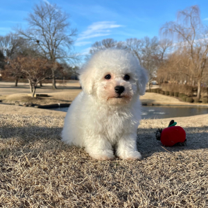 Bichon Frise Puppy Chip