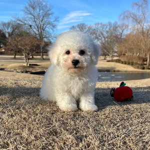 Bichon Frise Puppy Chip