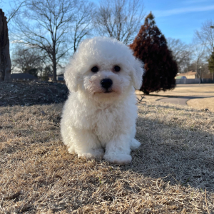 Bichon Frise Puppy Chip