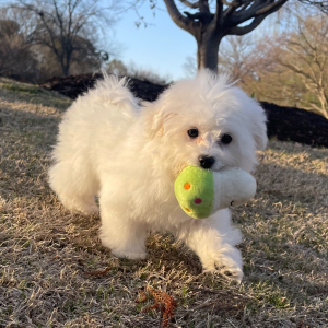 Bichon Frise Puppy Chip