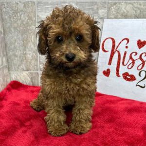 Poodle Puppy Franklin