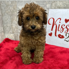 Poodle Puppy Franklin
