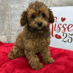 Poodle Puppy Franklin