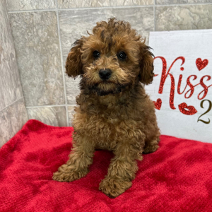 Poodle Puppy Franklin