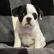 French Bulldog Puppy Patches
