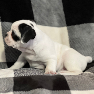 French Bulldog Puppy Patches