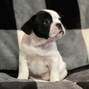 French Bulldog Puppy Patches