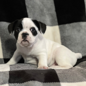 French Bulldog Puppy Patches