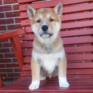 Shiba Inu Puppy Roscoe