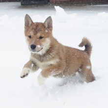 Shiba Inu Puppy Roscoe