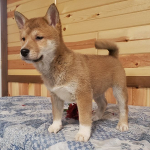 Shiba Inu Puppy Roscoe