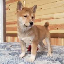 Shiba Inu Puppy Roscoe