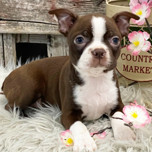 Boston Terrier Puppy Holland