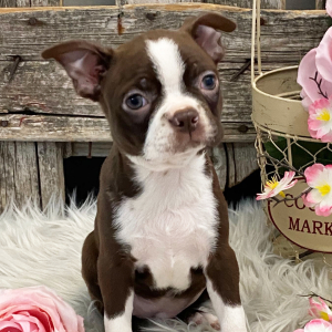 Boston Terrier Puppy Holland