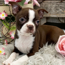 Boston Terrier Puppy Holland