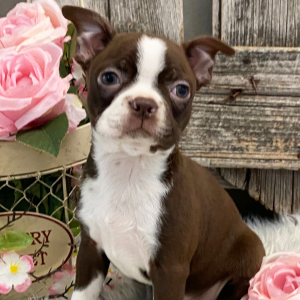 Boston Terrier Puppy Holland