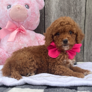 Goldendoodle Puppy Latte