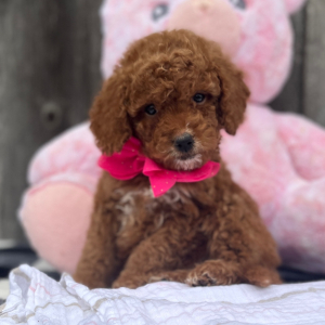 Goldendoodle Puppy Latte