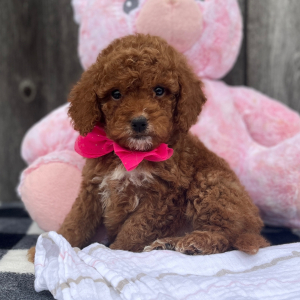 Goldendoodle Puppy Latte