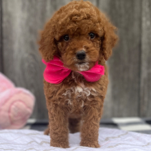 Goldendoodle Puppy Latte
